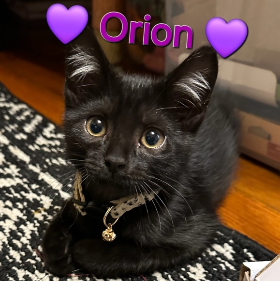 Meet your Posher, Alix - Picture 10 of 11